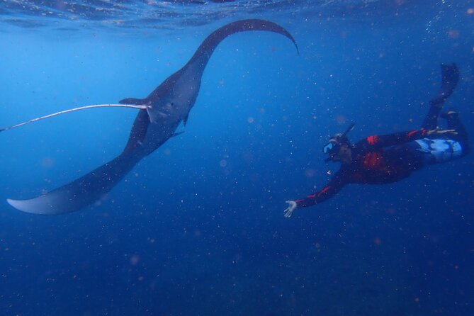 Full-Day Island-Hopping Tour from Bali - Lembongan to Penida snorkeling: what you might see and why conditions matter