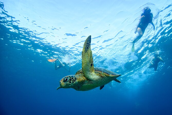 Full Day Land and Sea Tour to Nusa Penida with 4 Snorkeling Spots - Gamat Bay: colorful fish and easy blue-water cruising