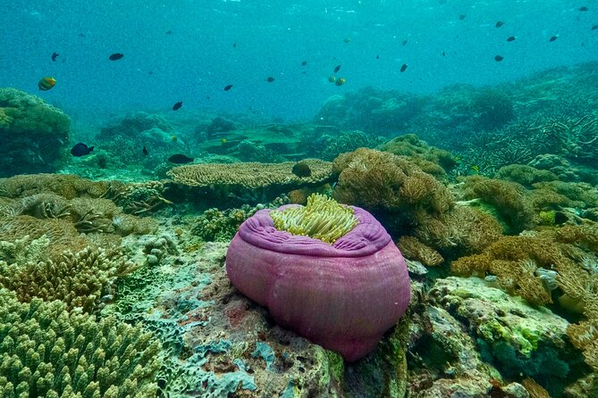 Full Day Land and Sea Tour to Nusa Penida with 4 Snorkeling Spots - Lunch above the sea: infinity-pool break and Mount Agung backdrop