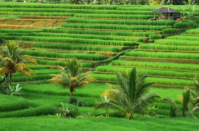 Full Day Private Water Temples Tour in Bali - Stop 3: Luhur Batukaru Temple at Mount Batukaru’s Foothills