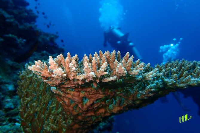Full-Day Scuba Diving Experience of USAT Liberty in Tulamben - How to make the day work for you (practical tips that fit the program)