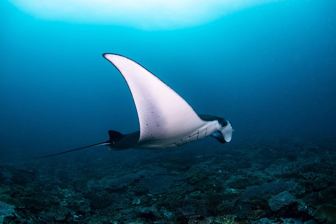 Fun Dive Nusa Penida Bali - For Certified Divers - Key Highlights That Matter on a Penida Day
