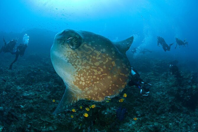 Fun Dive Nusa Penida Bali - For Certified Divers - A Certified-Scuba Trip to Nusa Penida’s Three-Stop Mix