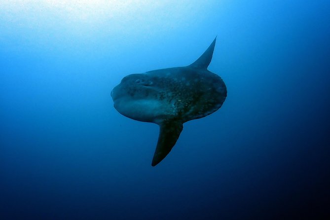 Fun Dive Nusa Penida Bali - For Certified Divers - Crystal Bay and Its Clarity-Driven Reputation