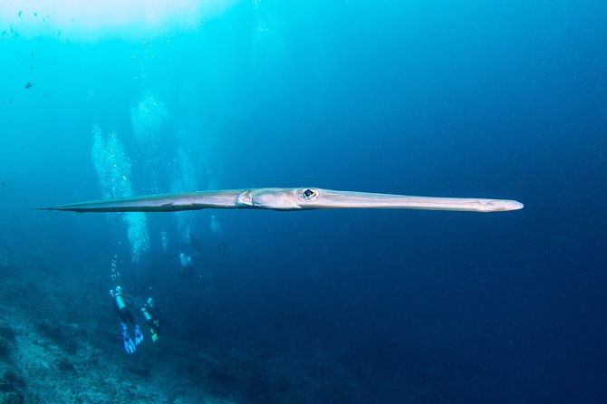 Fun Dive Nusa Penida Bali - For Certified Divers - Staff, Gear, and Boat Comfort: What the Best Feedback Zooms In On