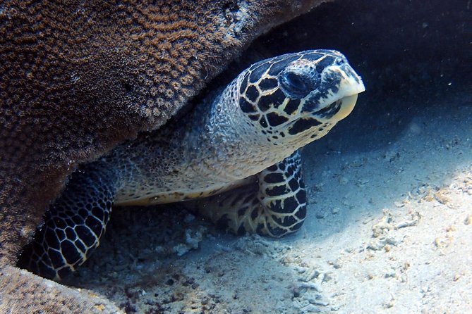 Fun Dive Nusa Penida Bali - For Certified Divers - Price and Value: How $278.28 Makes Sense for a Three-Site Day