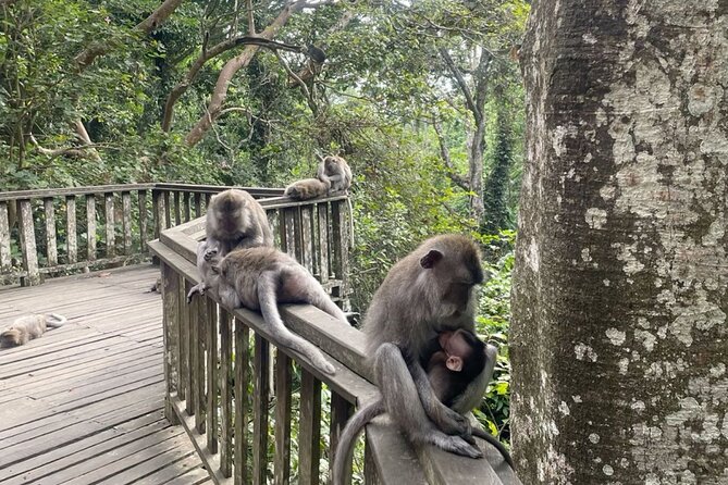 Half Day Private Tour in Ubud - Stop 1: Sacred Monkey Forest Sanctuary and the Etiquette Coach