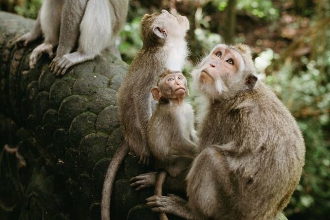 Half Day Private Tour in Ubud - Price and What You Actually Get for Your $57