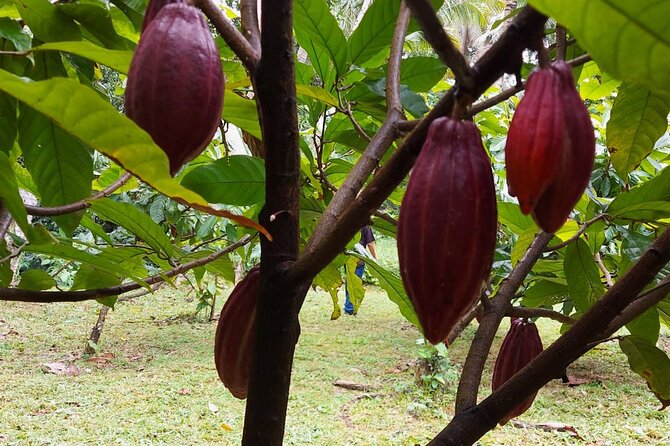Half-Day Private Tour to Tanah Lot and Bali Royal Temple - Pod Chocolate Main Factory and Outlet: a real taste stop with context