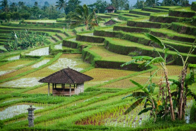 Jatiluwih Rice Terrace and Temple Tour - Temple Tour Stops: Seeing Sacred Spaces Without the Tourist Rush