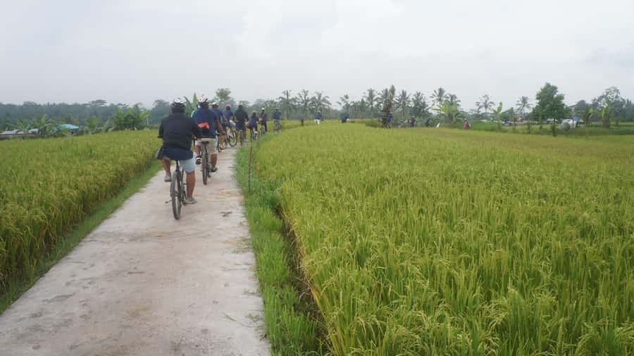 Kuta: Kintamani Culture and Nature Guided Cycling Tour - Price and What You’re Actually Paying For
