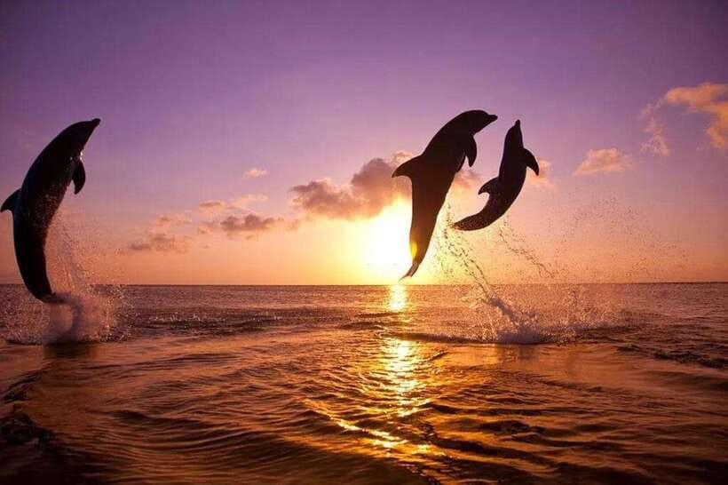 Lovina: Watching Dolphin, Swimming Dolphin Bali Tour - Key things to know before you go