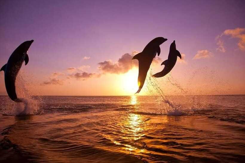 Lovina: Watching Dolphin, Swimming Dolphin Bali Tour - Price and Value: When $17 Makes Sense (and When It Doesn’t)