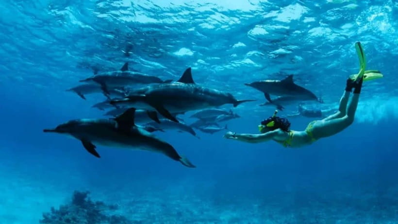 Lovina: Watching Dolphin, Swimming Dolphin Bali Tour - Lovina Beach at Sunrise: The Calm-Weather Advantage