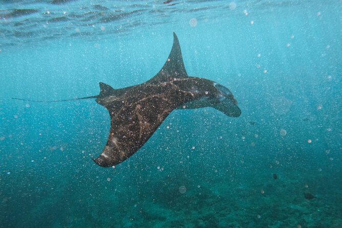 Nusa Penida day trip: boat, 4 snorkeling, Manta rays & Land tour - Key moments that make this tour worth your day