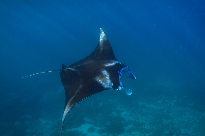 Nusa Penida day trip: boat, 4 snorkeling, Manta rays & Land tour - Who This Tour Suits Best (and Who Should Skip It)