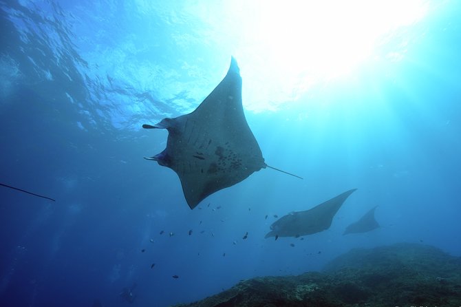 Nusa Penida Day Trip for 3 dives - Key things that make this Penida day trip work