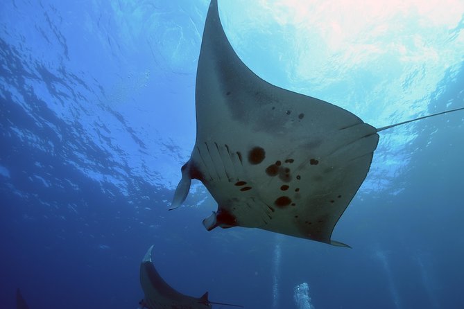 Nusa Penida Day Trip for 3 dives - Kuta to Nusa Penida: The day plan in plain terms