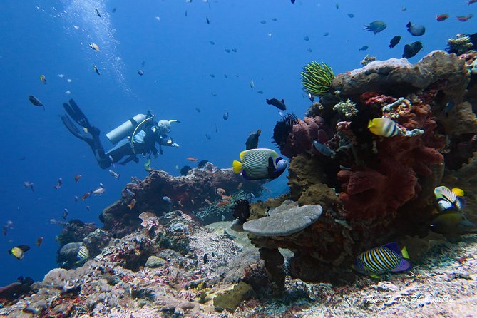 Nusa Penida Day Trip for 3 dives - Safety and the small-group ratio: why it feels controlled