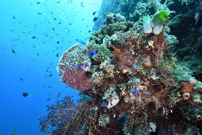 Nusa Penida Day Trip for 3 dives - Boat day comfort: lunch, hot drinks, water, and shade