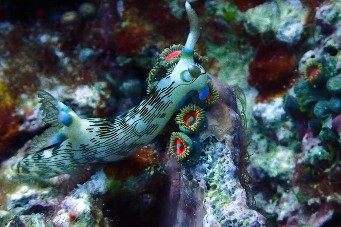 Nusa Penida Day Trip for 3 dives - Price and value: what you’re really paying for at $190