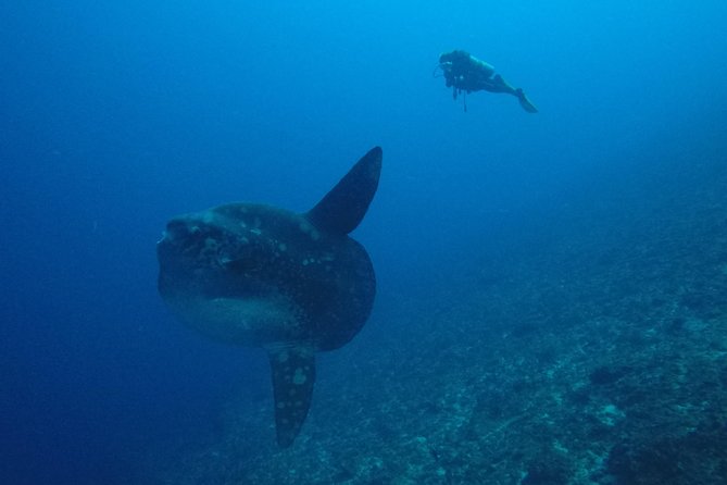 Nusa Penida Day Trip for 3 dives - Conditions check: strong currents and cooler water are part of the deal