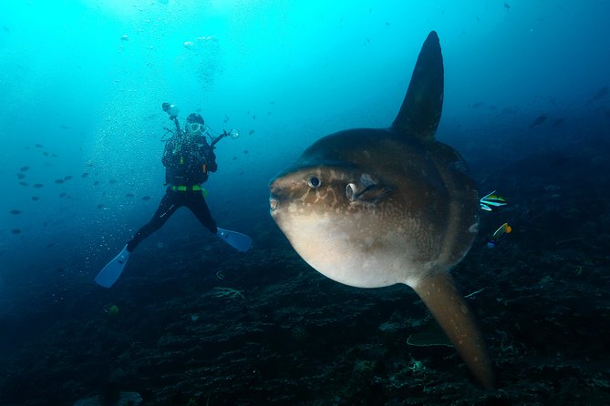 Nusa Penida Day Trip for 3 dives - The 3 underwater sessions schedule (and why it matters)