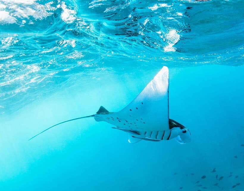 Nusa Penida: Snorkeling 3-4 spots and island tour with guide - Meeting the day: Sanur departures and why start times matter