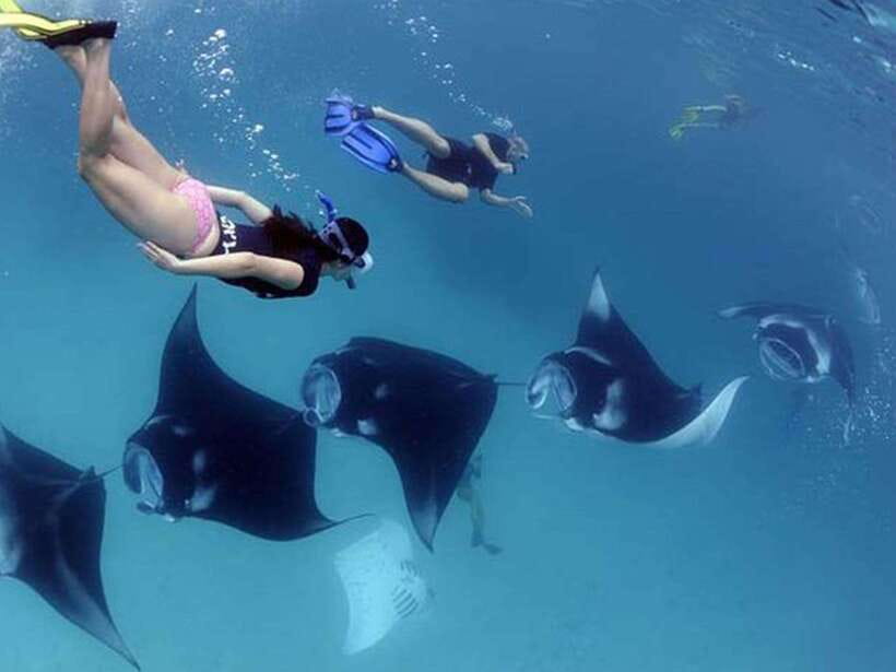 Nusa Penida: Snorkeling 3-4 spots and island tour with guide - Two ways to do it: snorkeling-only vs West Penida cliffs