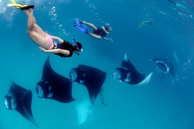 Nusa Penida Snorkeling Adventure (Private & All-Inclusive) - The snorkeling route: Manta Bay headline, then several coral-and-fish stops