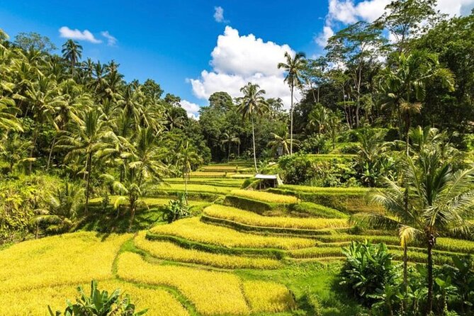 Private Bali Tour - All Inclusive - Picheaven Bali Swing: The Instagram Hit With Real Heat And Real Stamina