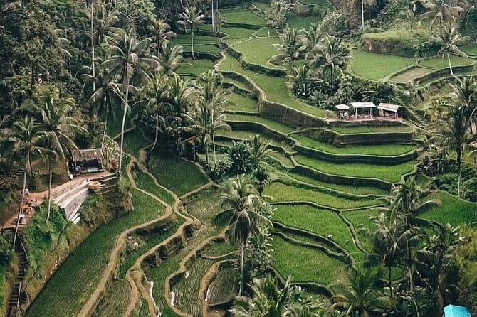 Private Customized Tour with Local Guide - Stop 2: Tegalalang Rice Terrace and the swing option