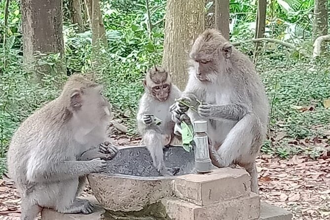 Private Day tour - Ubud and Tanah Lot Sunset in one Day - A Private Day Plan: Ubud by Morning, Tanah Lot at Sunset
