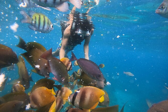 Private Snorkeling in Manta Bay, Gamat Bay & Wall at Nusa Penida - Manta, Gamat, and the Wall: What You’re Really Paying For