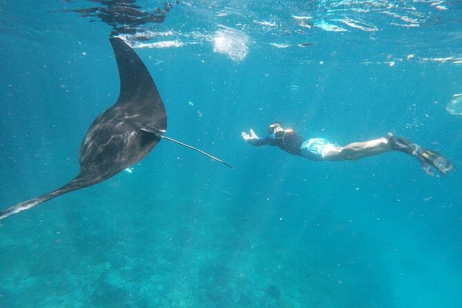 Private Snorkeling in Manta Bay, Gamat Bay & Wall at Nusa Penida - Spot 3: Crystal Bay / Wall Point and the Baby-Fish Surprise