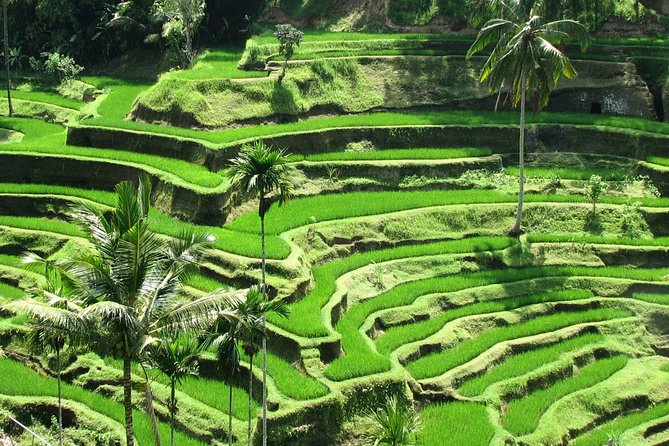 Private Tour: Bali in a Day - Price and logistics: is $50 per person good value?