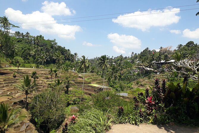 Private tour in Ubud country side - A full-day Ubud countryside loop from Kuta