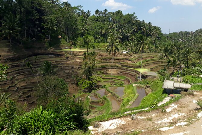 Private tour in Ubud country side - Tegalalang Rice Terrace: the views that set up the swing