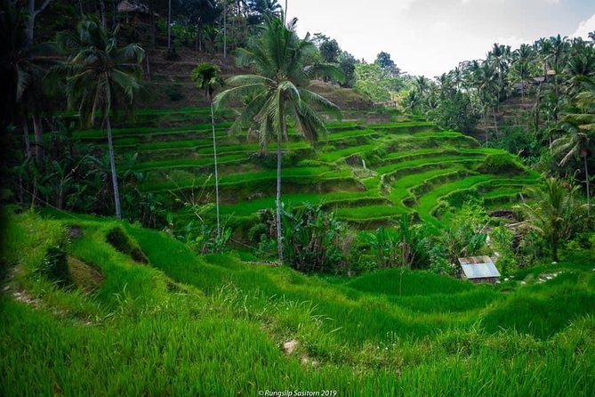 Private Tour: Jatiluwih Rice Terrace,Ulun danu and Banyu Mala Waterfall Tour - Quick hits before you go