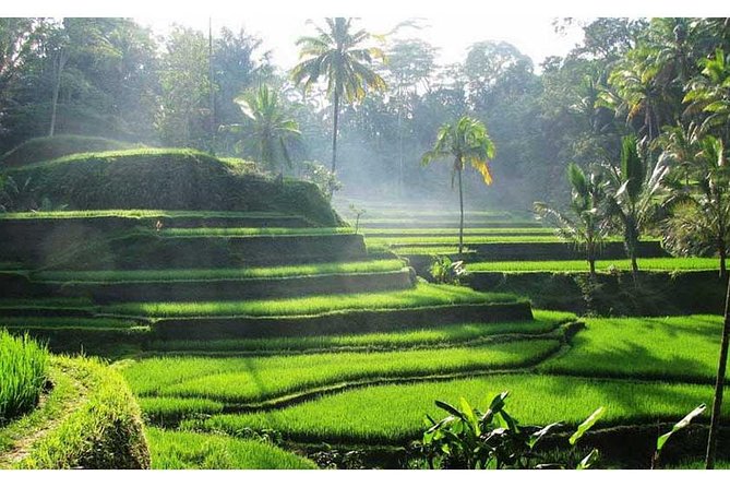 Private Tour:Kintamani Volcano Tour With Entrance Ticket & Hotel Transfer - Kintamani at a glance: volcano views with a countryside mood