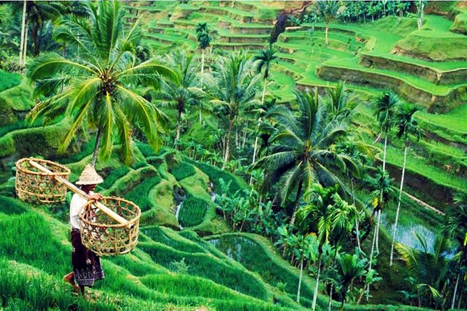 Private Tour Top Sights of Bali in One Day - OKA Agriculture Bali coffee and tea: tasting with a purpose