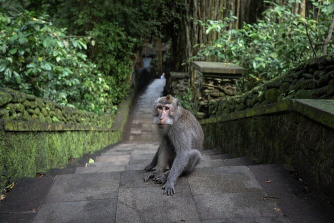 Private Ubud Day Tour Waterfalls Sacred Monkeys and Rice Fields - Private door-to-temple rhythm from Kuta to Ubud