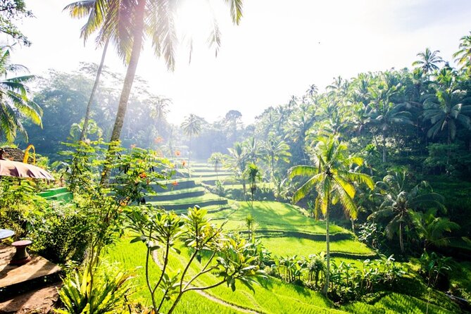 Private Ubud Day Tour Waterfalls Sacred Monkeys and Rice Fields - Sacred Monkey Forest Sanctuary: a temple visit with long-tailed macaques