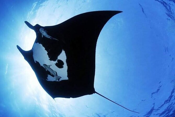 Scuba Diving in Nusa Penida Island and Manta Point - Certification and health rules that affect whether you should go