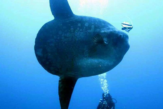 Scuba Diving in Nusa Penida - Manta Point - Small-group ratio: why 3-to-1 attention matters