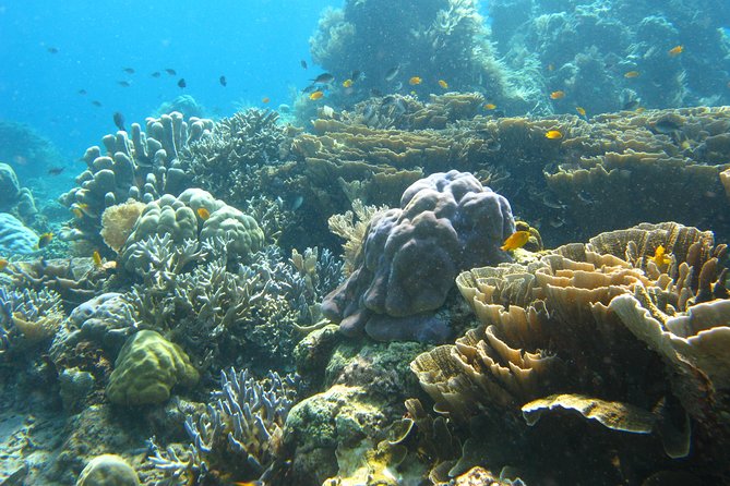 Scuba diving in PADANG BAY BALI - Key things to know before you book Padang Bay