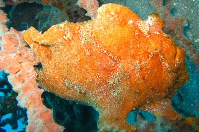 Scuba diving in PADANG BAY BALI - Why Padang Bay is a smart Bali plan for certified divers