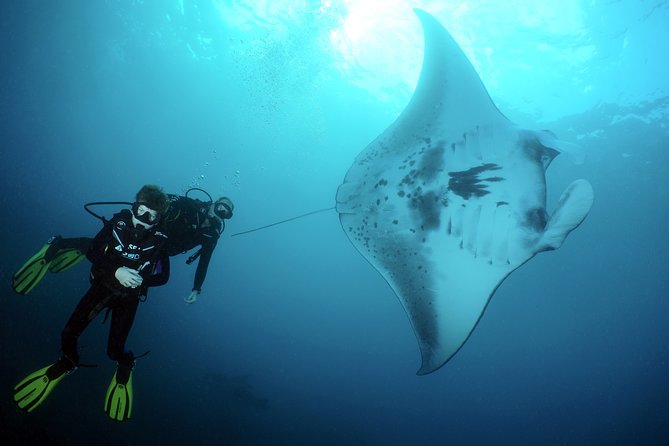 Scuba Diving Nusa Penida Manta Point 3 dives for certified divers - Manta Point and Crystal Bay: Why this route is built for sightings