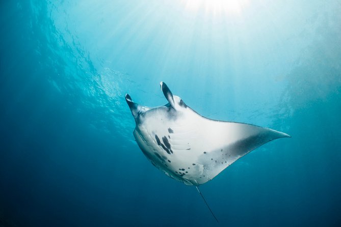 Scuba Diving Nusa Penida Manta Point 3 dives for certified divers - Water session 1 at Manta Point: the animal-focused start