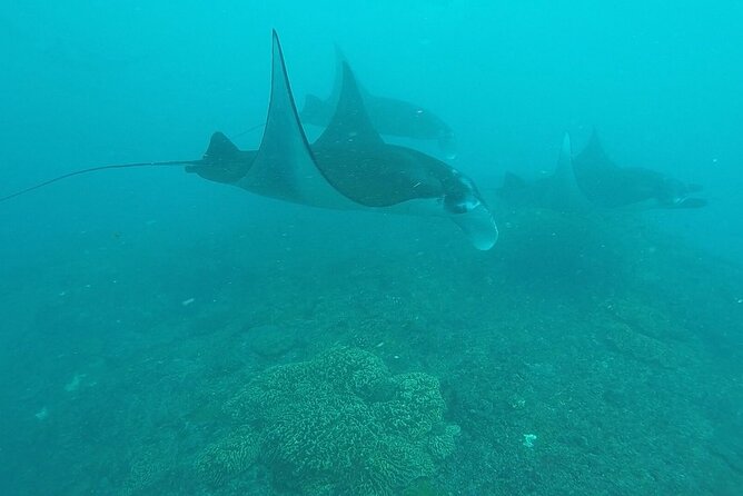 Scuba Diving Nusa Penida Manta Point 3 dives for certified divers - Water session 2 in Crystal Bay or Lembongan: mola-mola odds and coral rewards